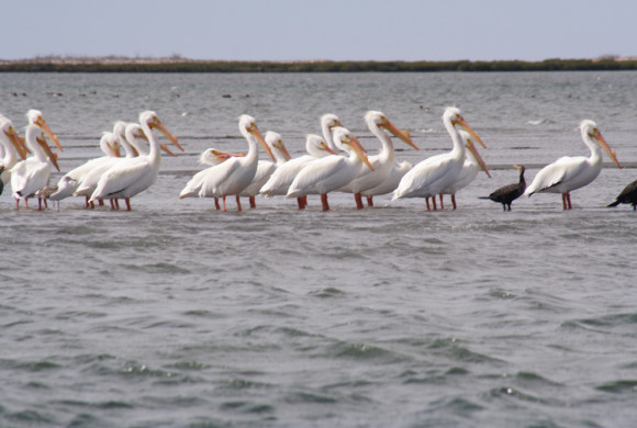 Pelicans standing in shallow water