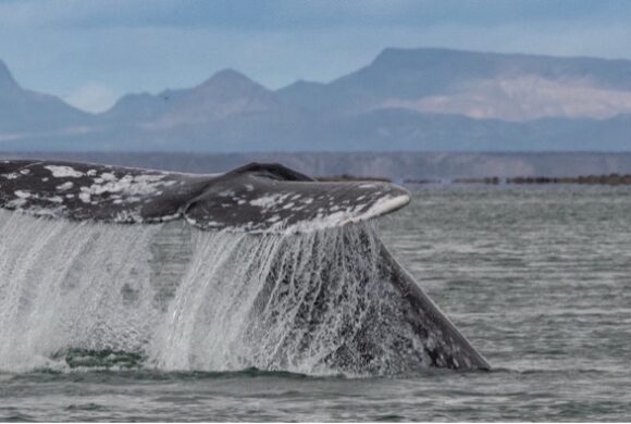 Annual Gray Whale Report for Laguna San Ignacio & Bahia Magdalena: Winter 2024