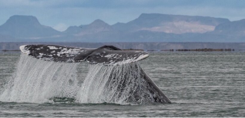 Reporte anual de la investigación de la ballena gris en la Laguna San Ignacio y Bahía Magdalena, B.C.S., México durante el invierno de 2024
